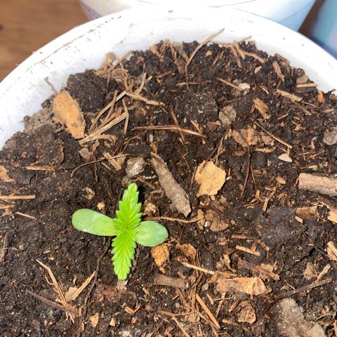 Panteón kush growlog timeline photo