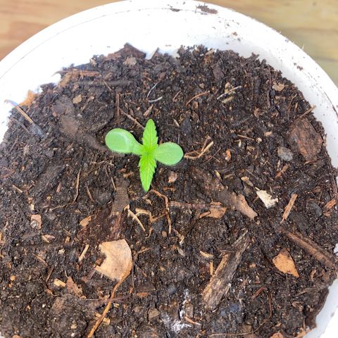 Panteón kush growlog timeline photo