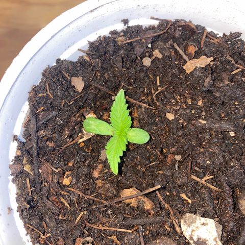 Panteón kush growlog timeline photo