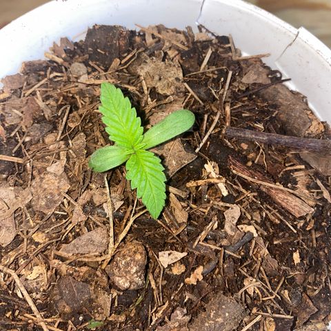 Panteón kush growlog timeline photo