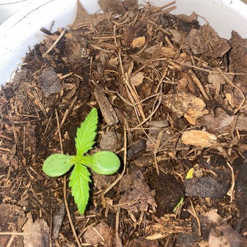 Panteón kush growlog timeline photo