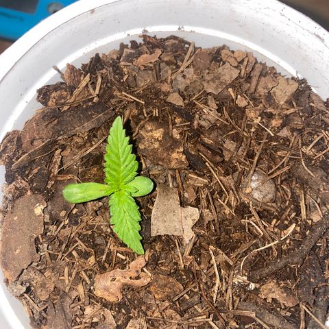 Panteón kush growlog timeline photo