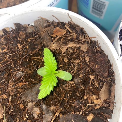 Panteón kush growlog timeline photo