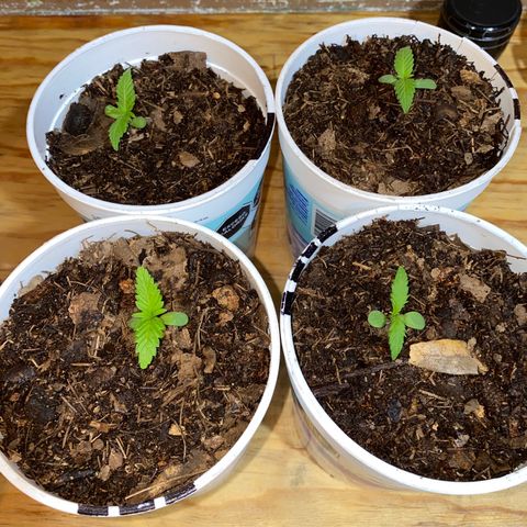 Panteón kush growlog timeline photo
