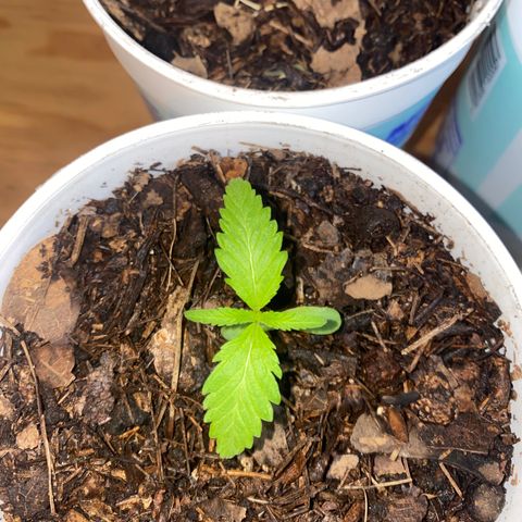 Panteón kush growlog timeline photo
