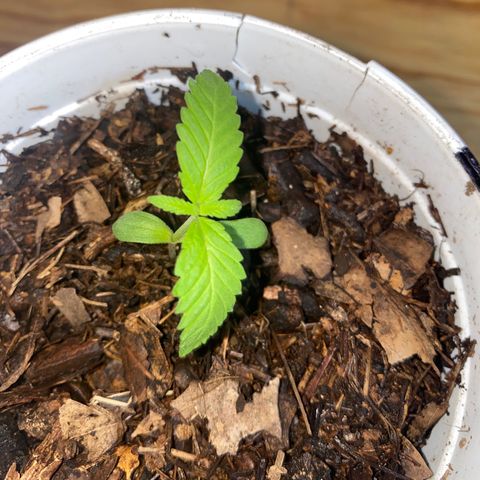 Panteón kush growlog timeline photo
