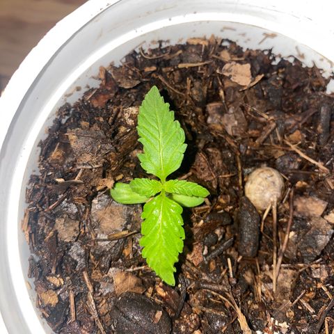 Panteón kush growlog timeline photo