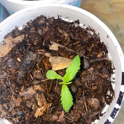 Panteón kush growlog timeline photo