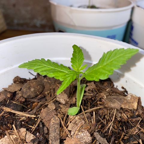 Panteón kush growlog timeline photo