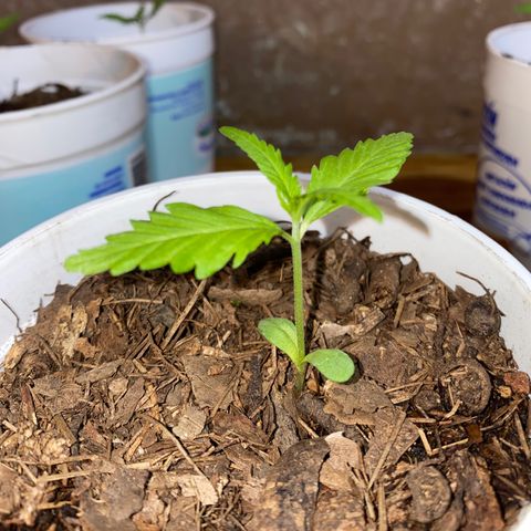 Panteón kush growlog timeline photo