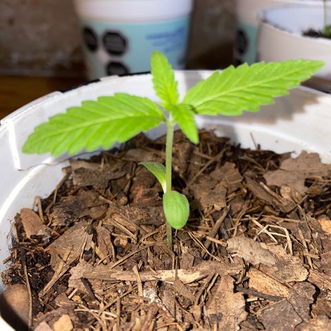 Panteón kush growlog timeline photo