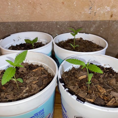 Panteón kush growlog timeline photo