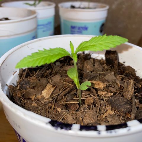 Panteón kush growlog timeline photo