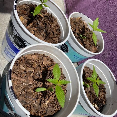 Panteón kush growlog timeline photo