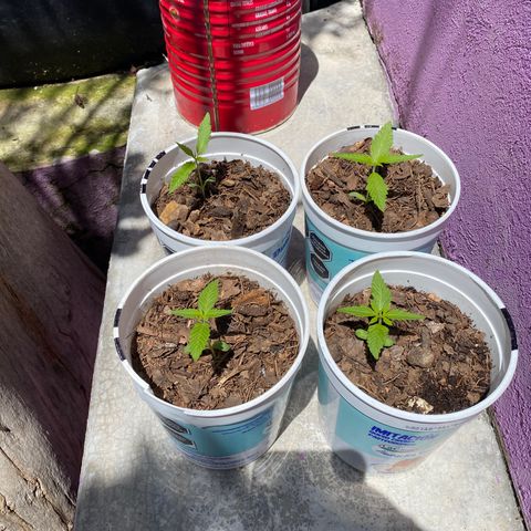 Panteón kush growlog timeline photo