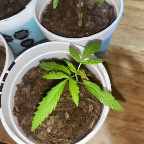 Panteón kush growlog timeline photo