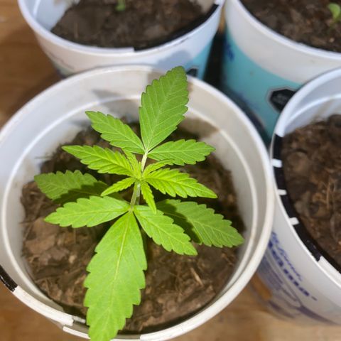 Panteón kush growlog timeline photo