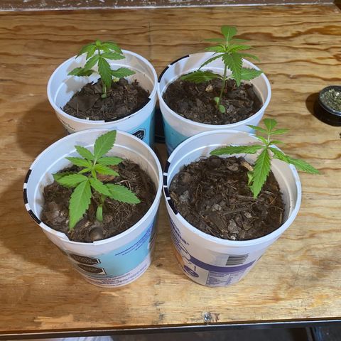 Panteón kush growlog timeline photo