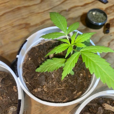 Panteón kush growlog timeline photo