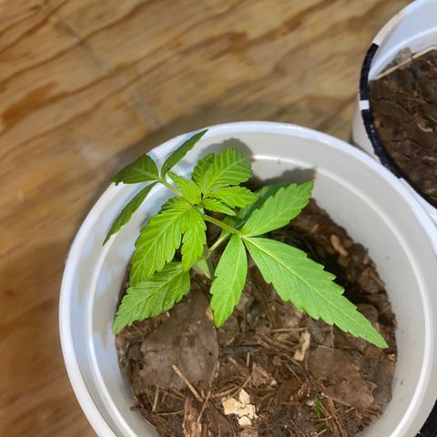 Panteón kush growlog timeline photo