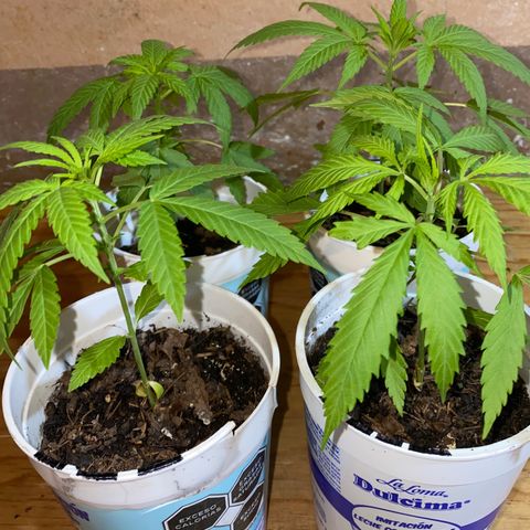 Panteón kush growlog timeline photo