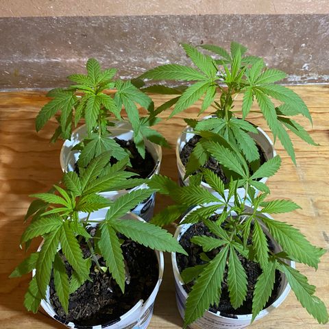 Panteón kush growlog timeline photo