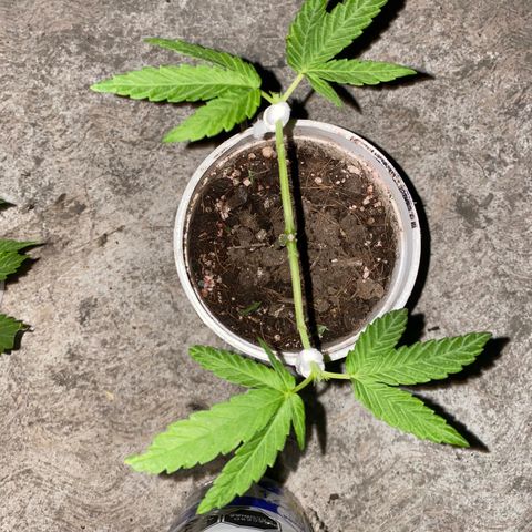Panteón kush growlog photo: Main lining 