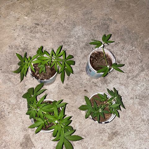Panteón kush growlog timeline photo