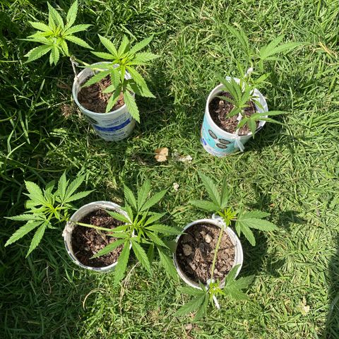 Panteón kush growlog timeline photo