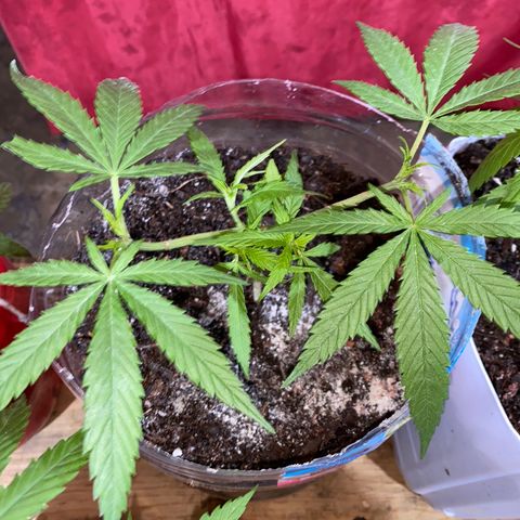 Panteón kush growlog photo: Trasplante 