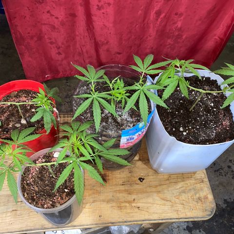 Panteón kush growlog photo: Trasplante 