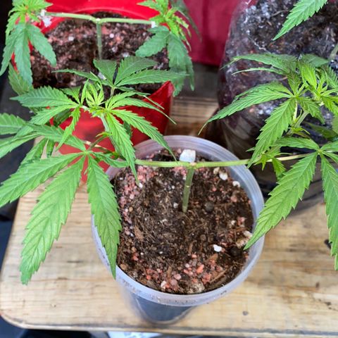 Panteón kush growlog photo: Trasplante 