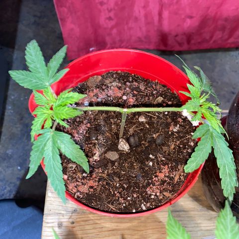 Panteón kush growlog photo: Trasplante 