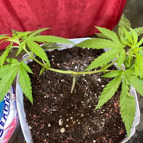Panteón kush growlog photo: Trasplante 