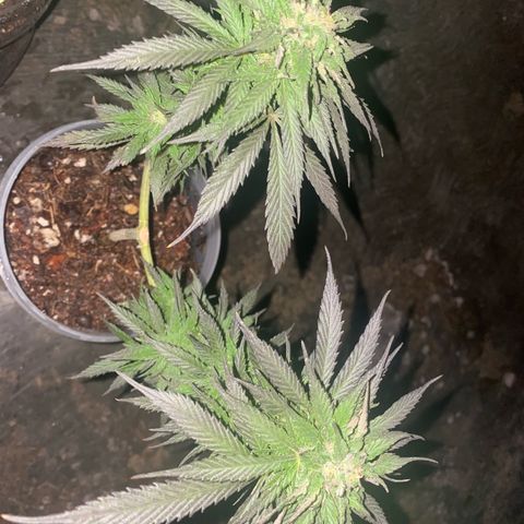 Panteón kush growlog timeline photo