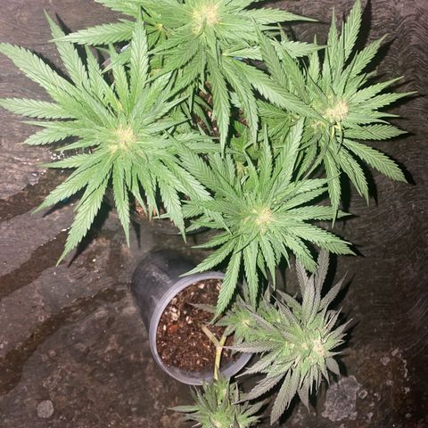 Panteón kush growlog timeline photo