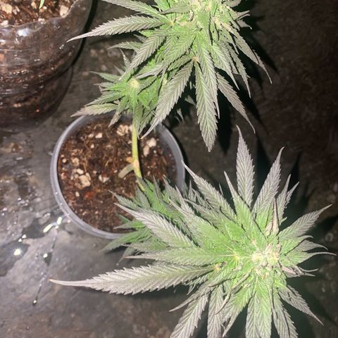Panteón kush growlog timeline photo