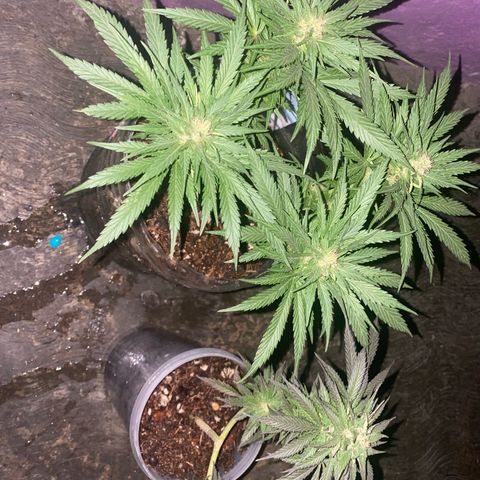 Panteón kush growlog timeline photo