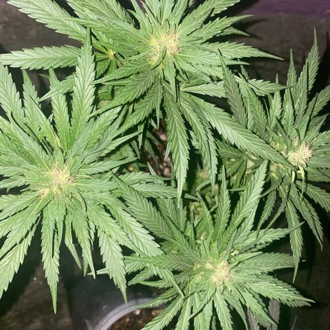 Panteón kush growlog timeline photo