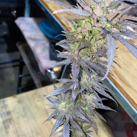 Panteón kush growlog timeline photo