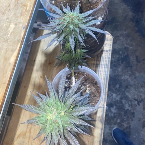 Panteón kush growlog timeline photo