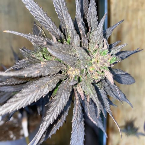 Panteón kush growlog timeline photo