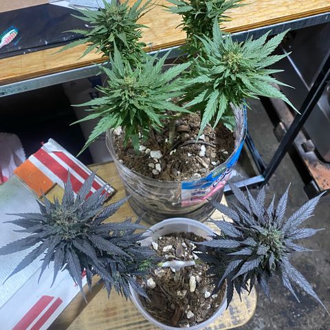 Panteón kush growlog timeline photo