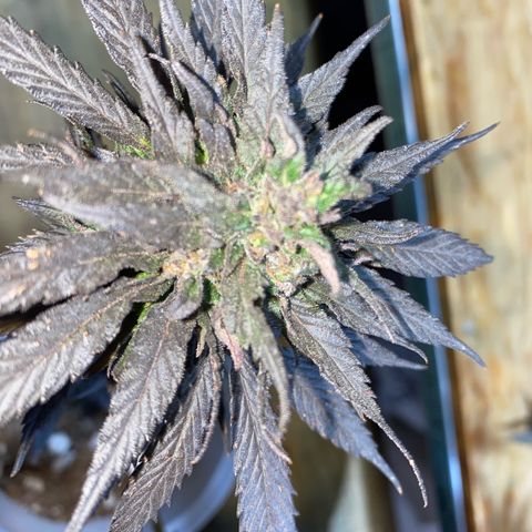Panteón kush growlog timeline photo
