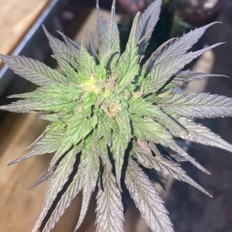 Panteón kush growlog timeline photo