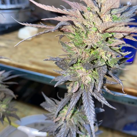 Panteón kush growlog timeline photo