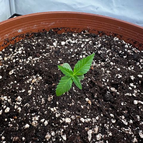 Special Kush #1 growlog photo: Heute aufgrund von Spargeln in den Endtopf gepflanzt 