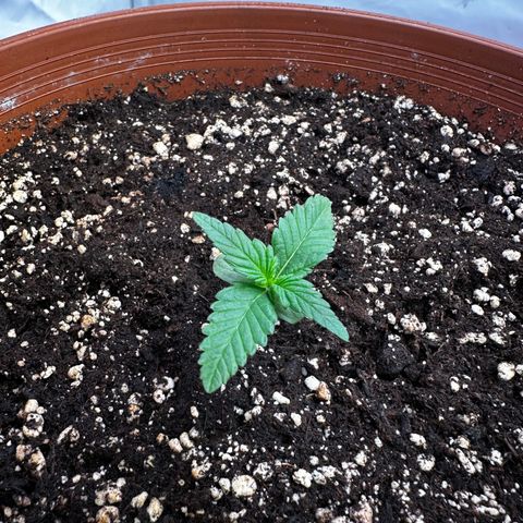 Special Kush #1 growlog timeline photo