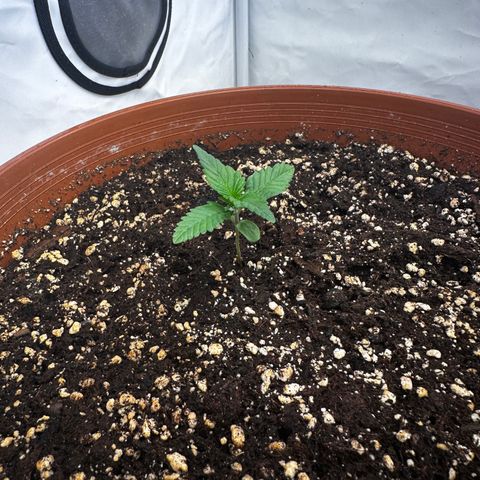 Special Kush #1 growlog timeline photo