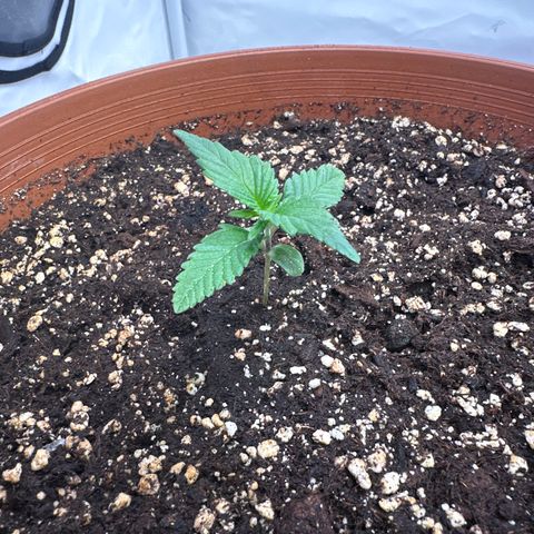 Special Kush #1 growlog timeline photo